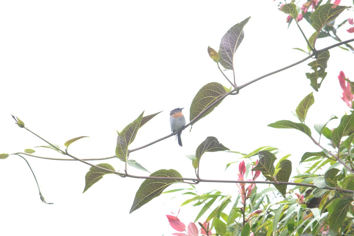 Rufous-breasted Chat-Tyrant - ML266744181