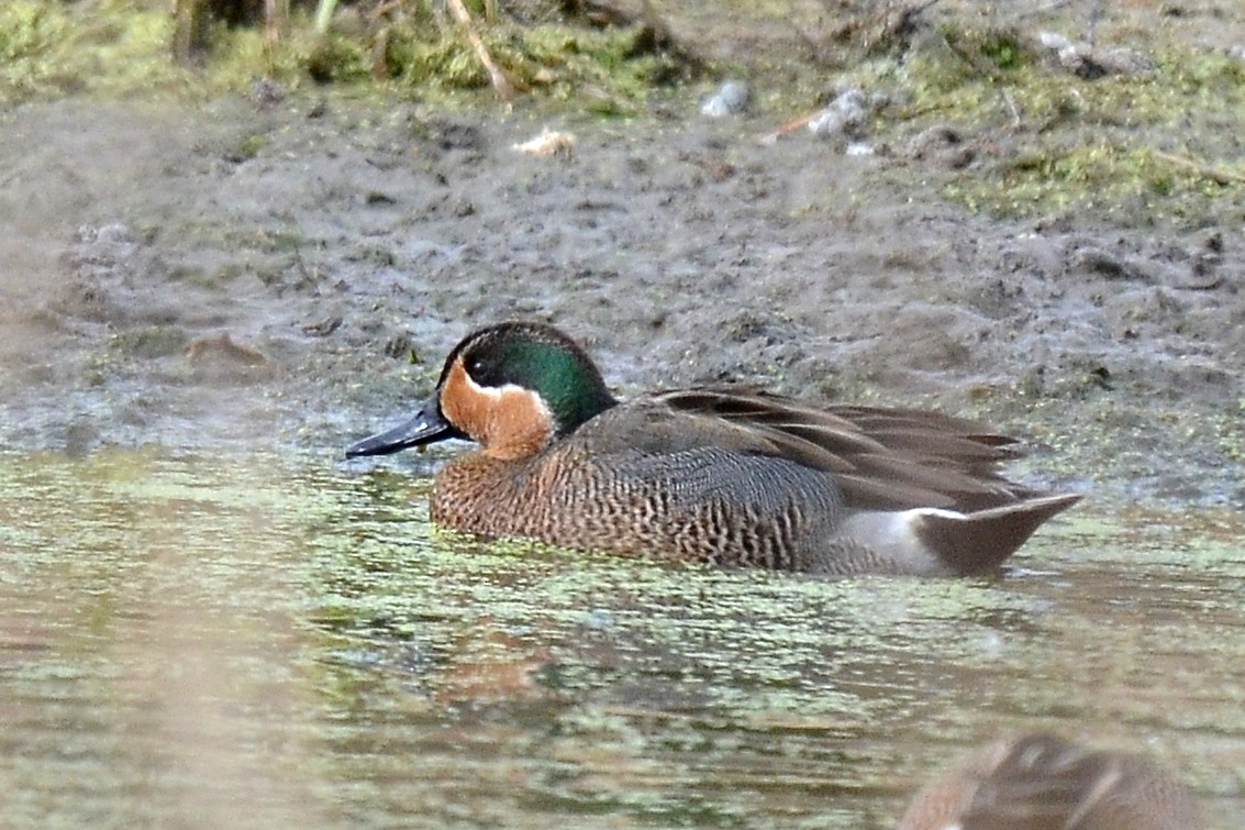 Blue-winged x Green-winged Teal (hybrid) - ML26674421