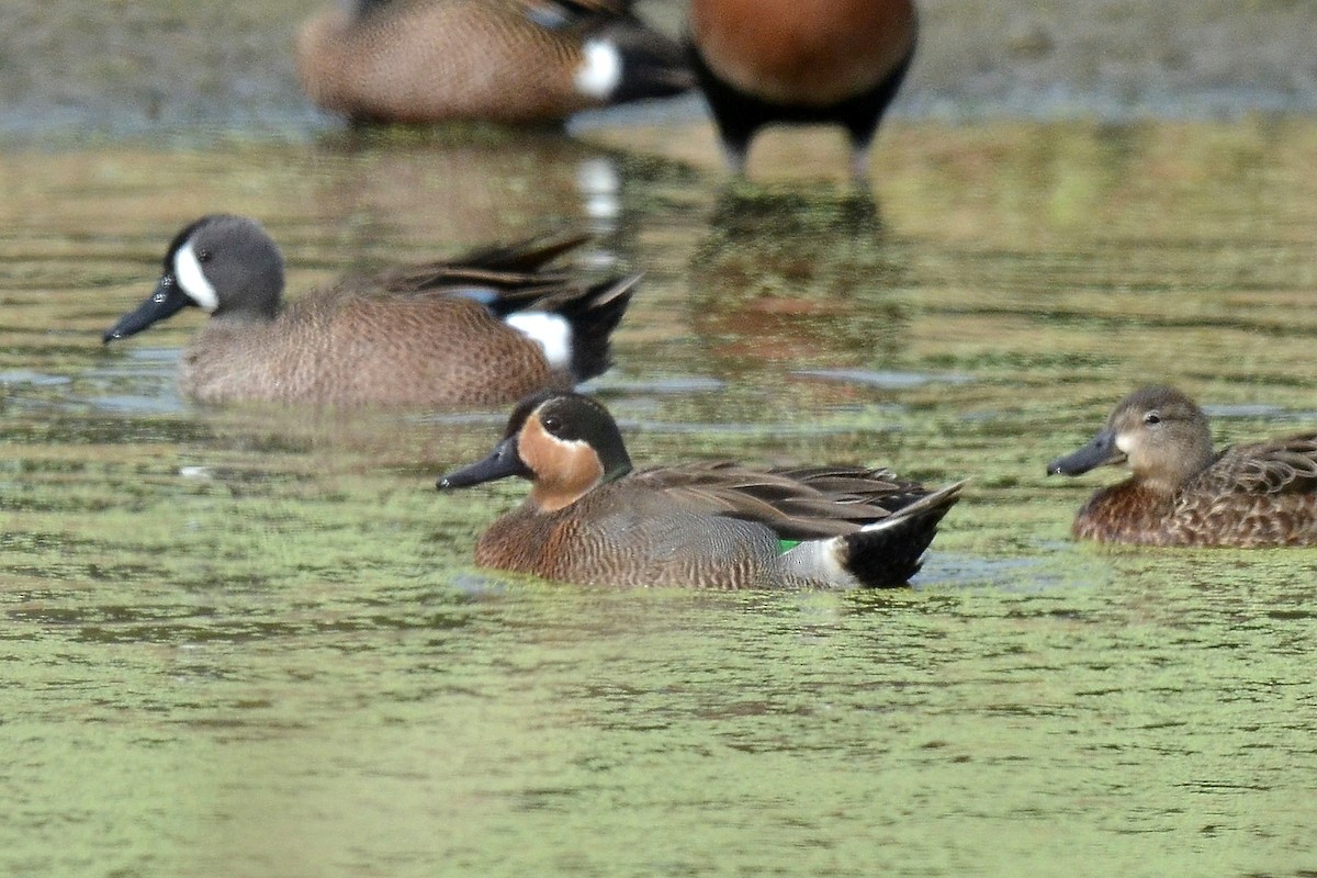 Blue-winged x Green-winged Teal (hybrid) - ML26674501