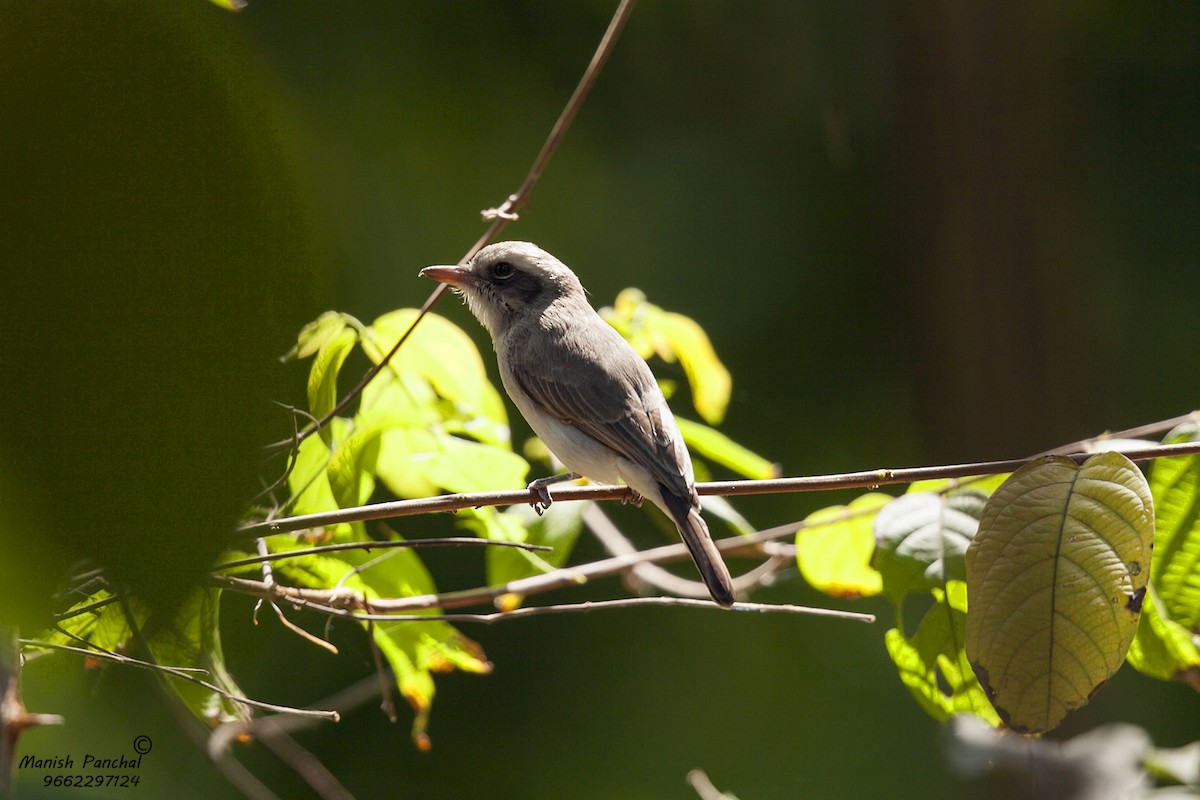 Common Woodshrike - Manish Panchal