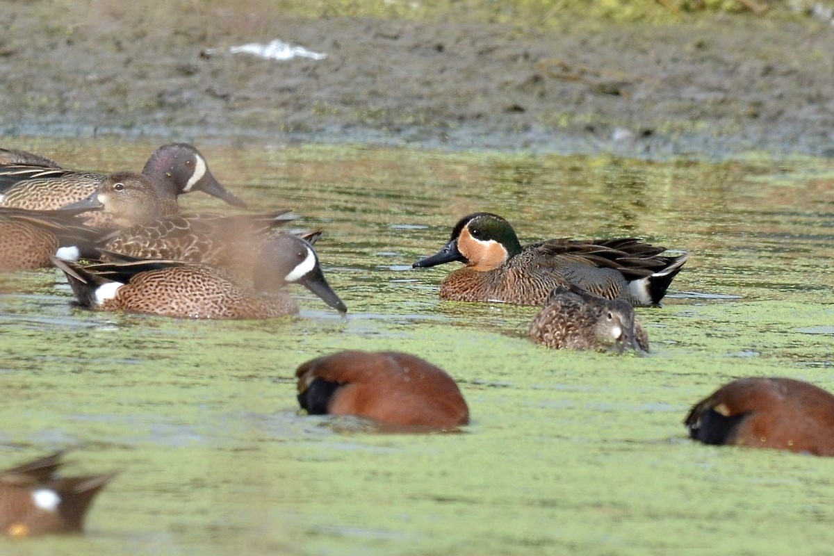Blue-winged x Green-winged Teal (hybrid) - ML26674541