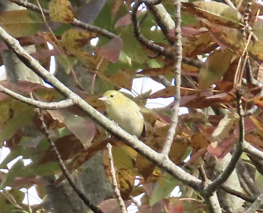 Bay-breasted Warbler - ML266745601