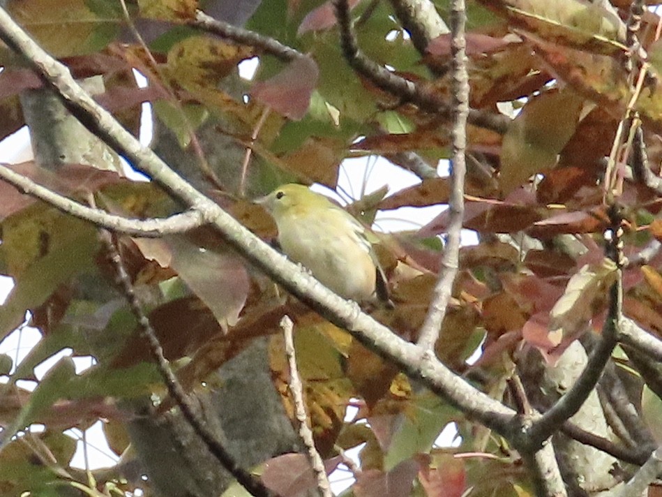 Bay-breasted Warbler - ML266745611