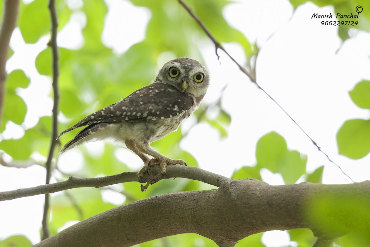 Spotted Owlet - ML266745671