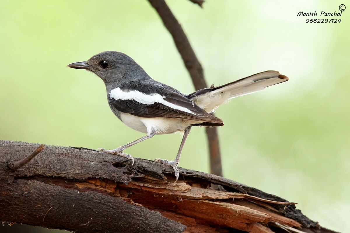 Oriental Magpie-Robin - ML266745691