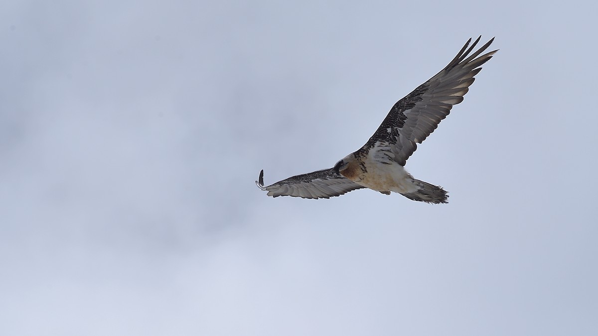 Bearded Vulture - ML266746001