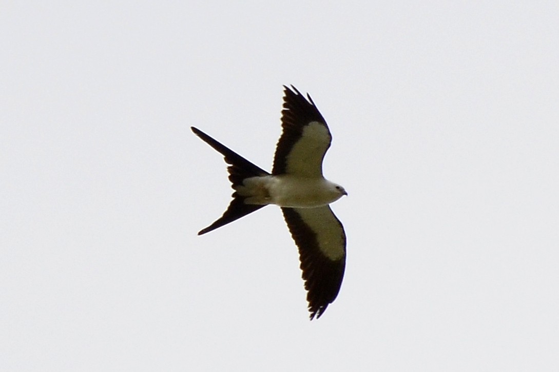 Swallow-tailed Kite - ML26674611