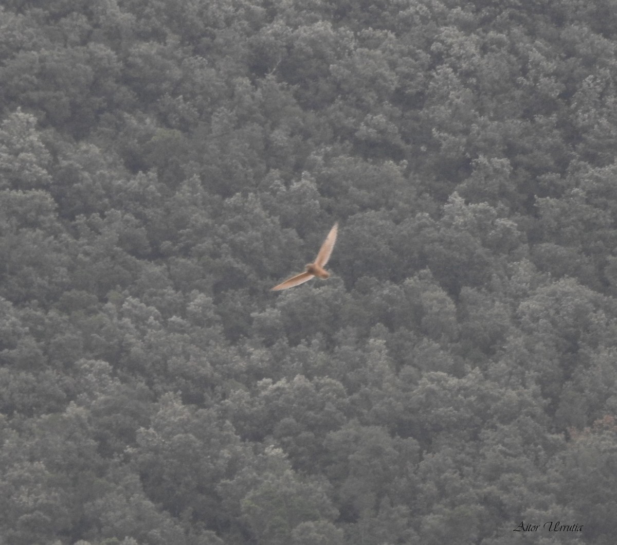 Short-eared Owl - ML266746111