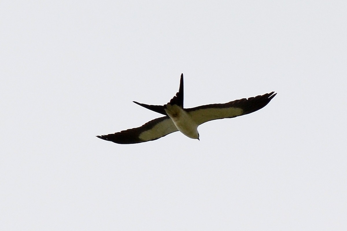 Swallow-tailed Kite - ML26674621