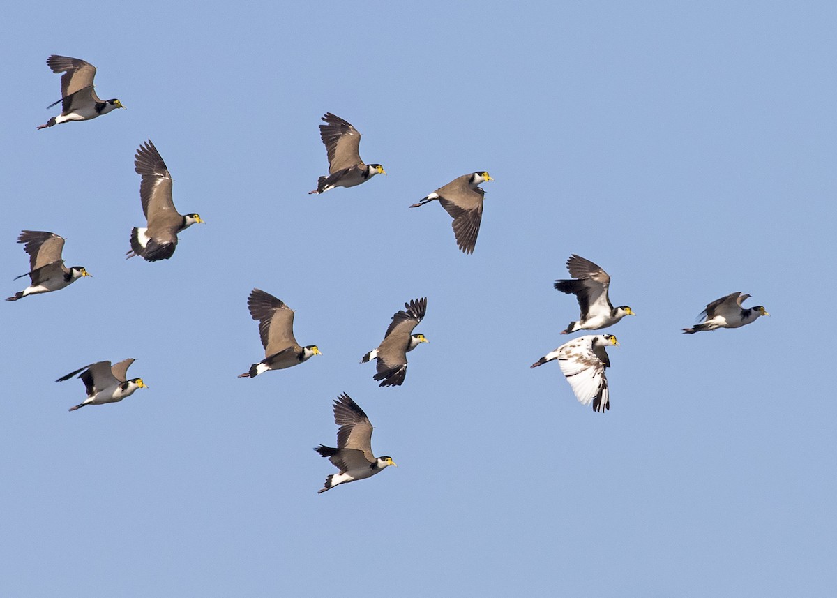 Masked Lapwing (Black-shouldered) - ML266746221