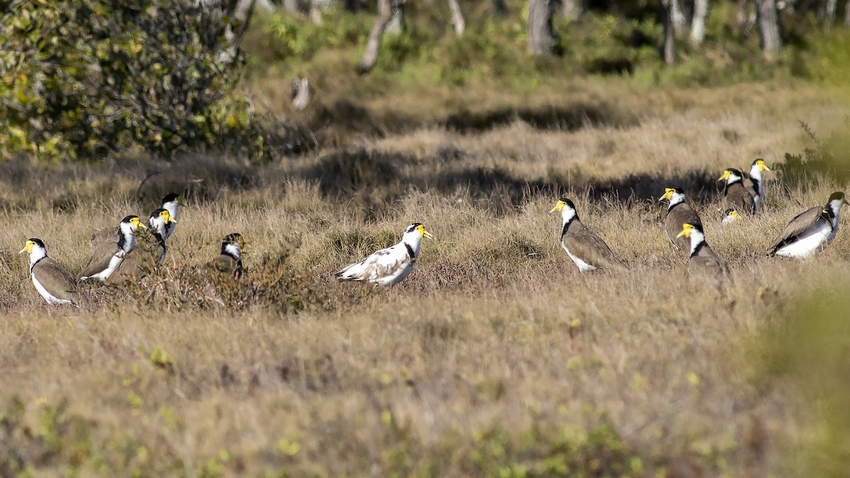 Masked Lapwing (Black-shouldered) - ML266746231