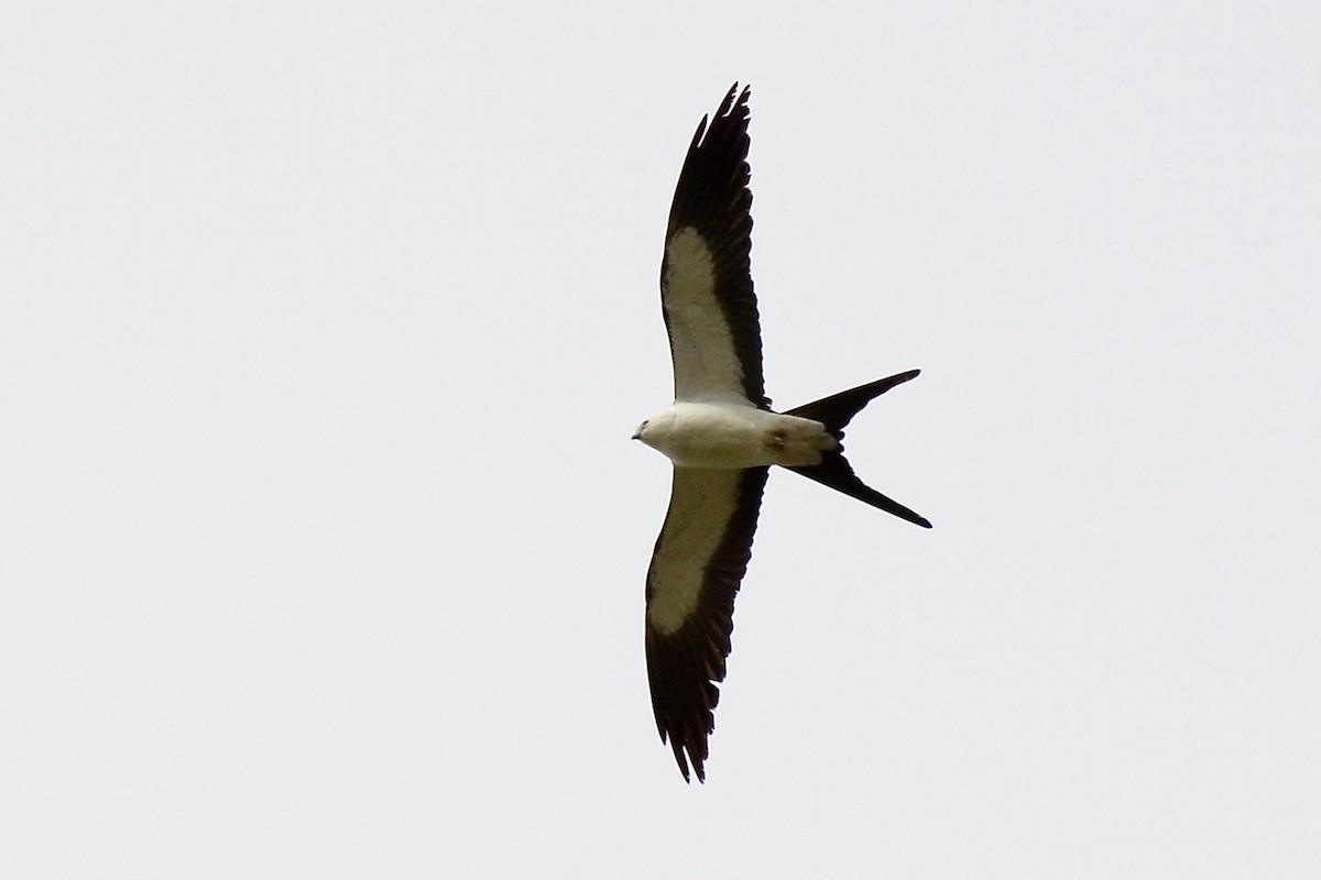 Swallow-tailed Kite - ML26674631