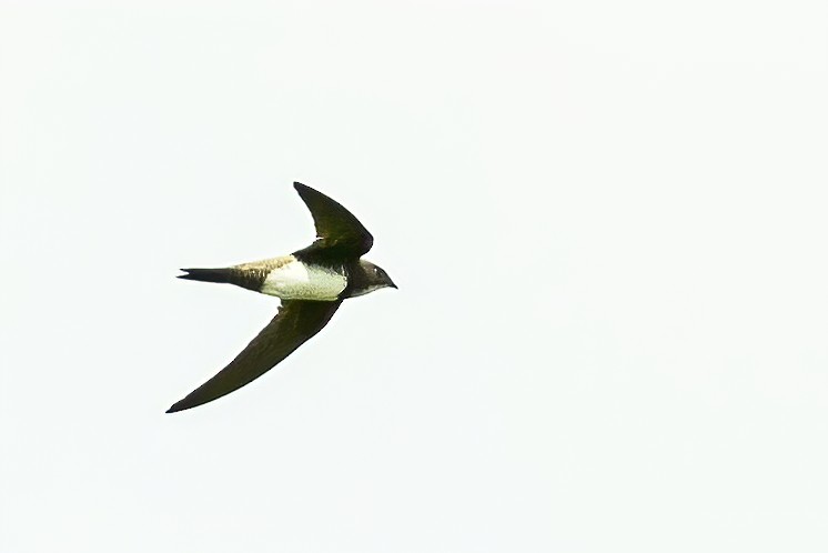 Alpine Swift - ML266746311