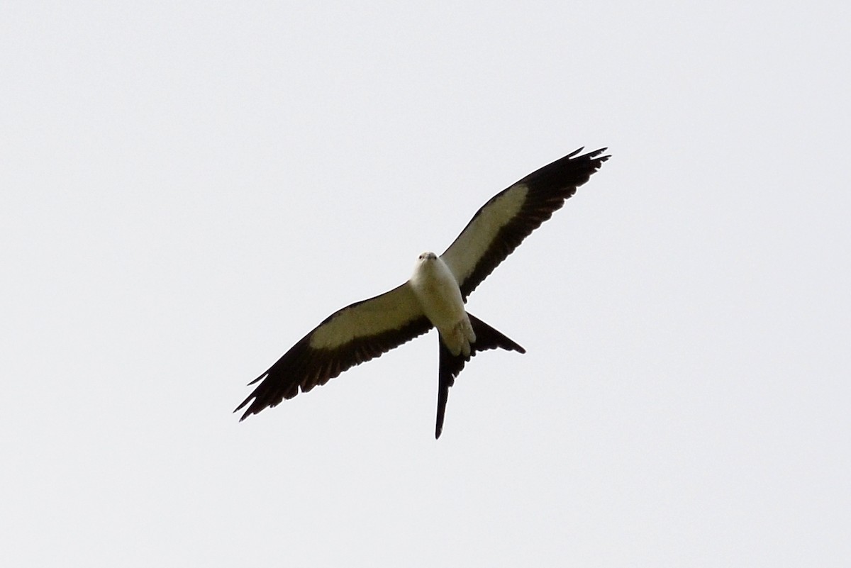 Swallow-tailed Kite - ML26674641