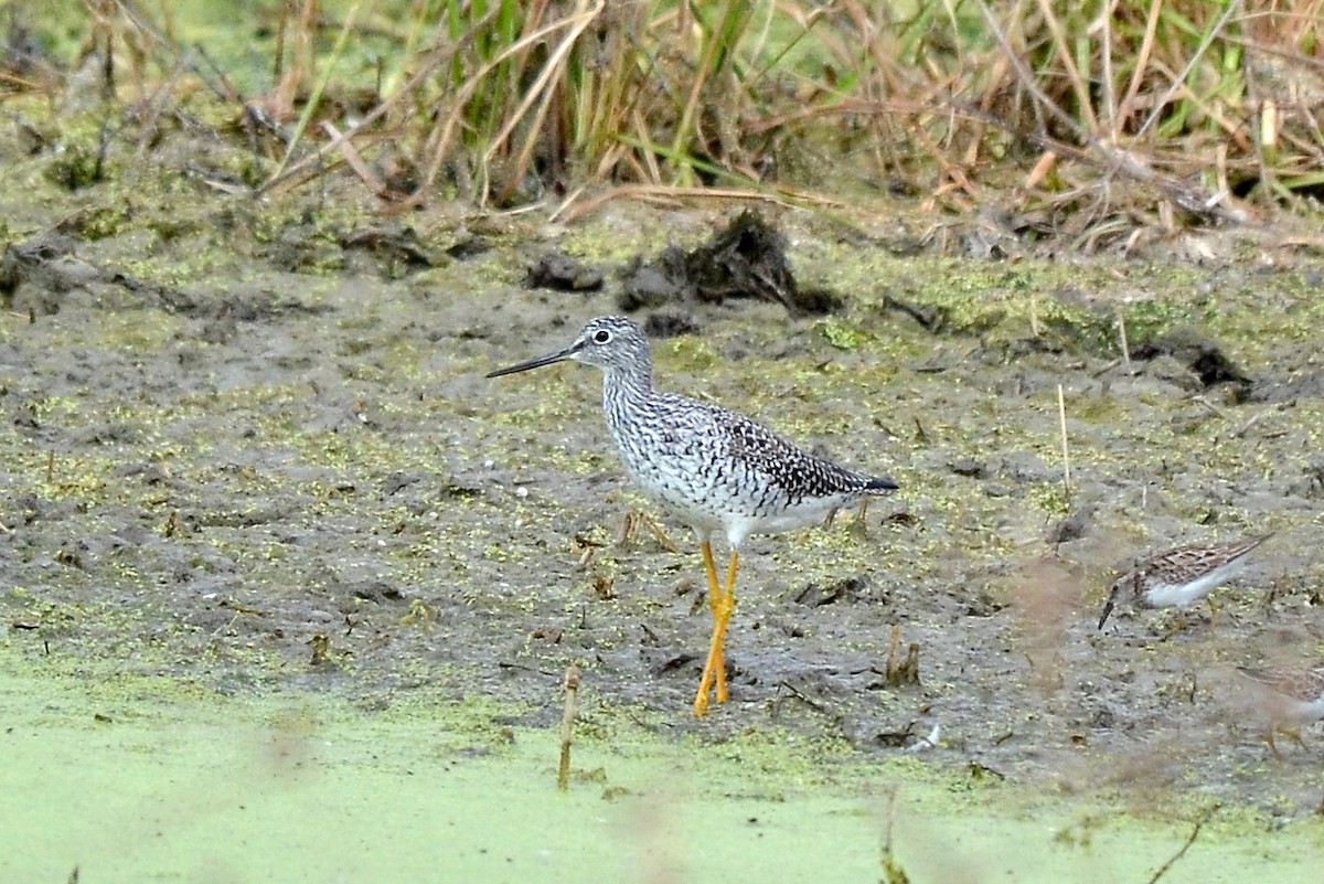 Greater Yellowlegs - ML26674721