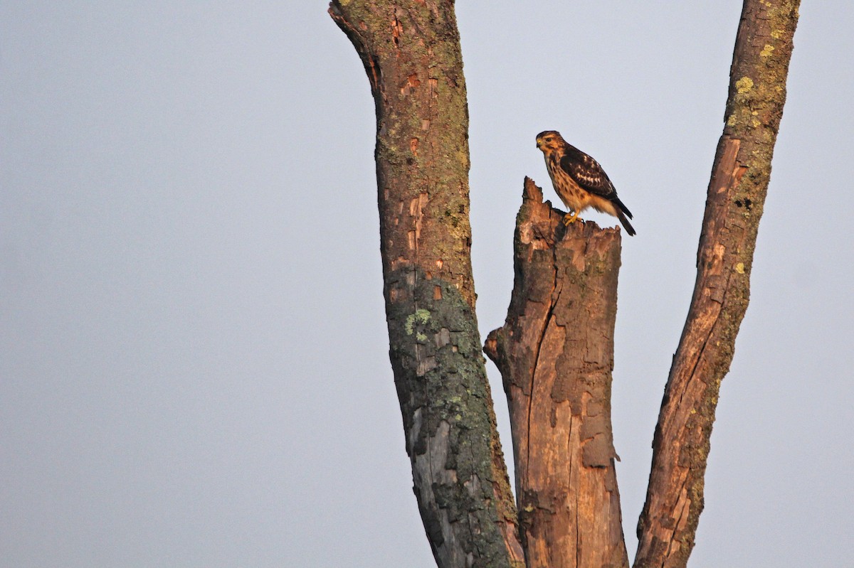 Broad-winged Hawk - ML266747281