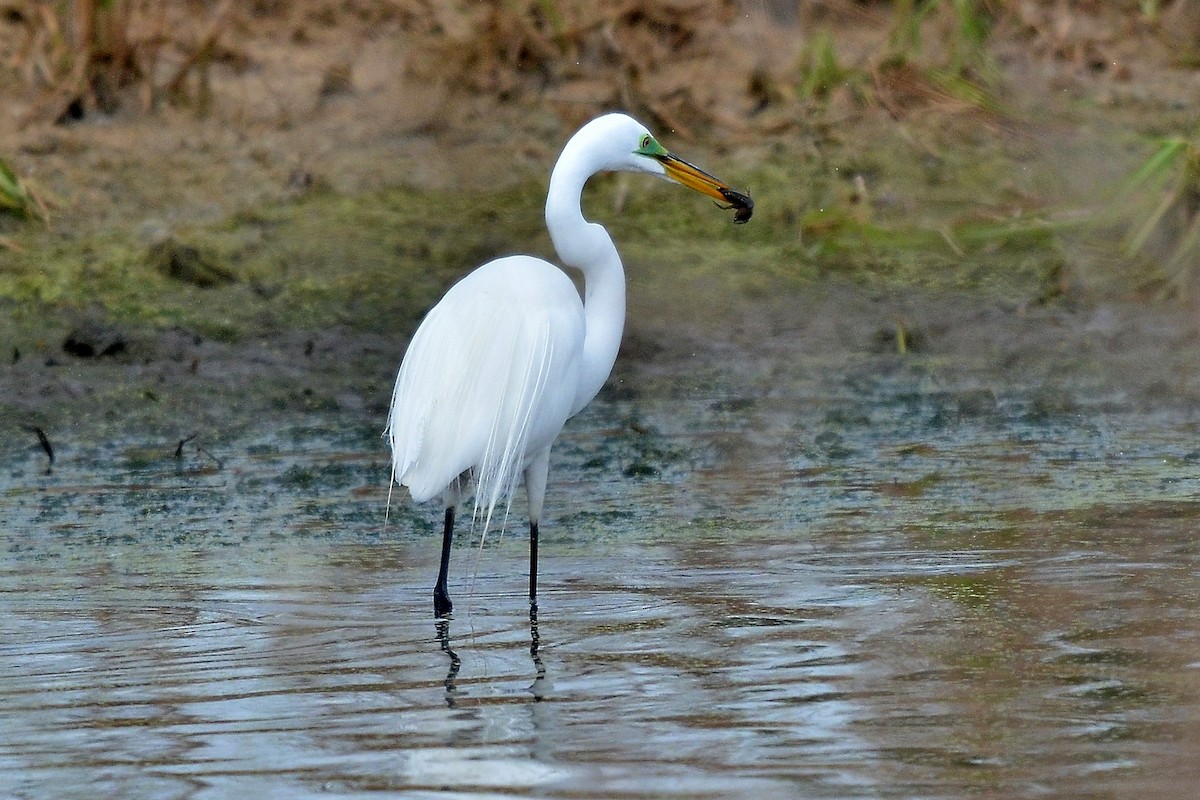 Great Egret - ML26674761