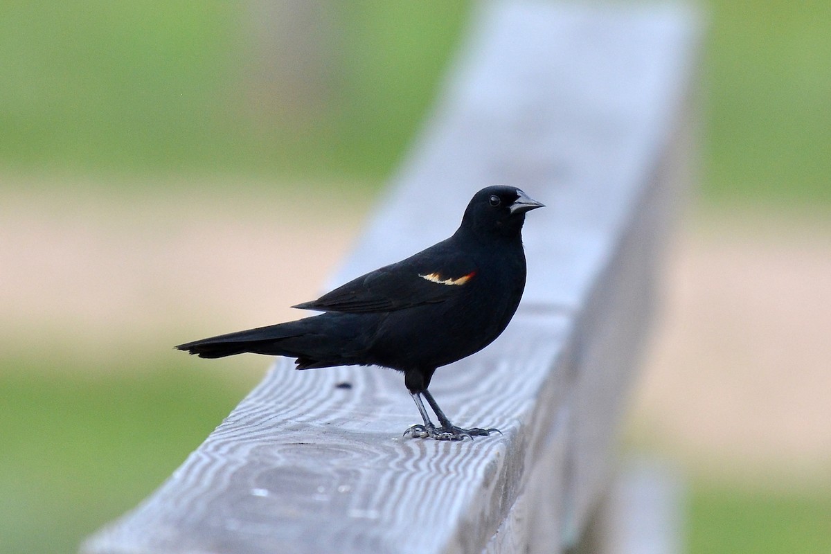 Red-winged Blackbird - ML26674791