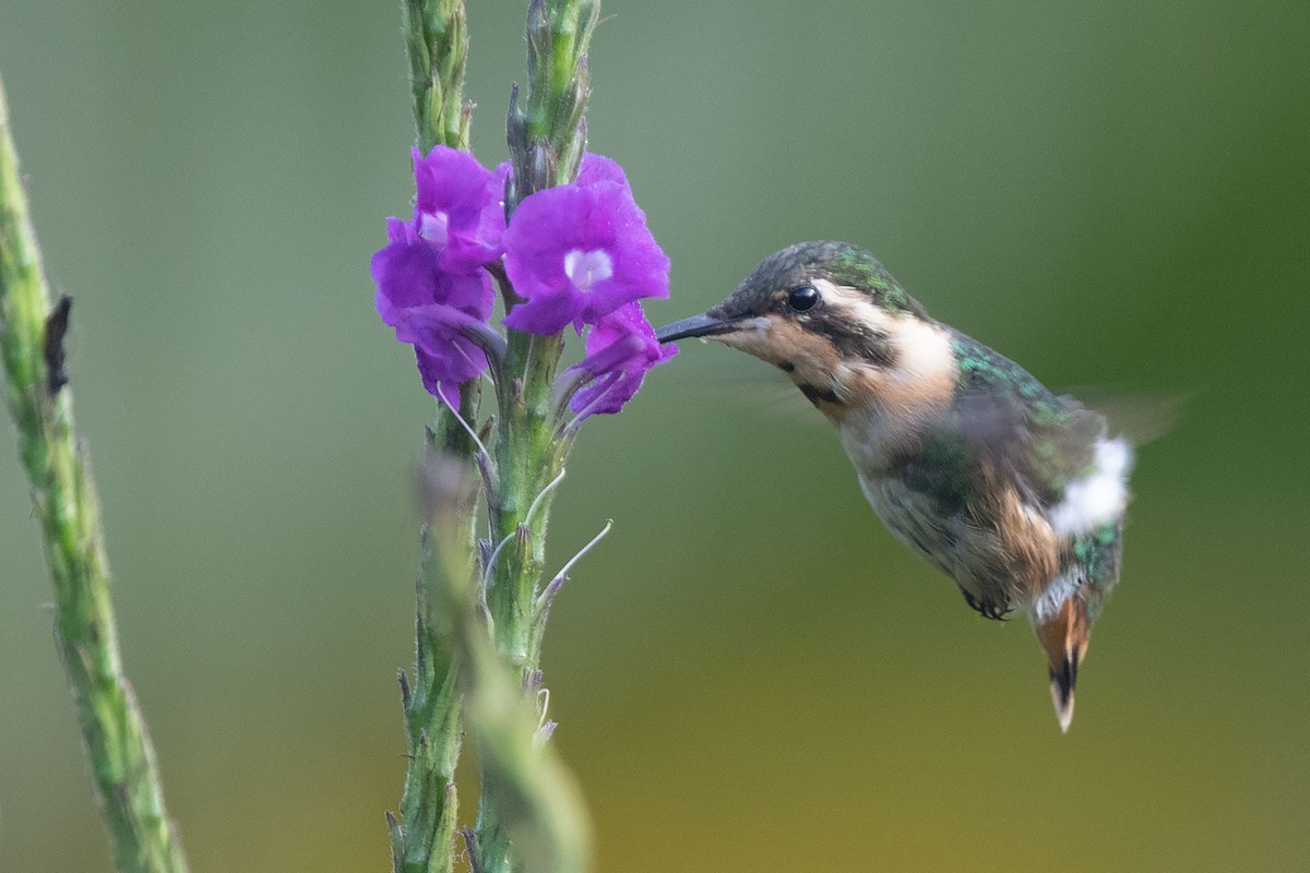 Amethyststernkolibri - ML266749241