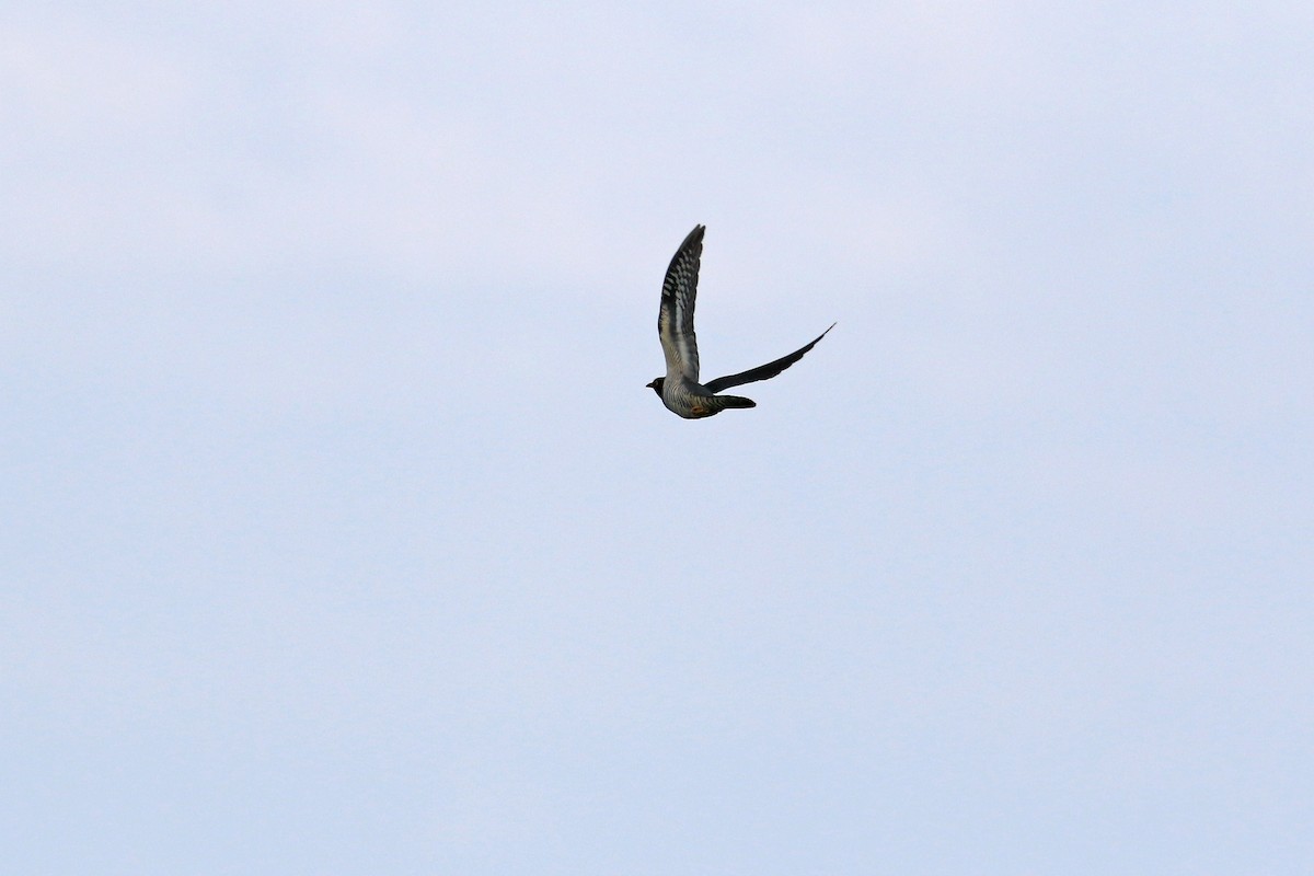 Oriental Cuckoo - Ray Tsu 诸 仁