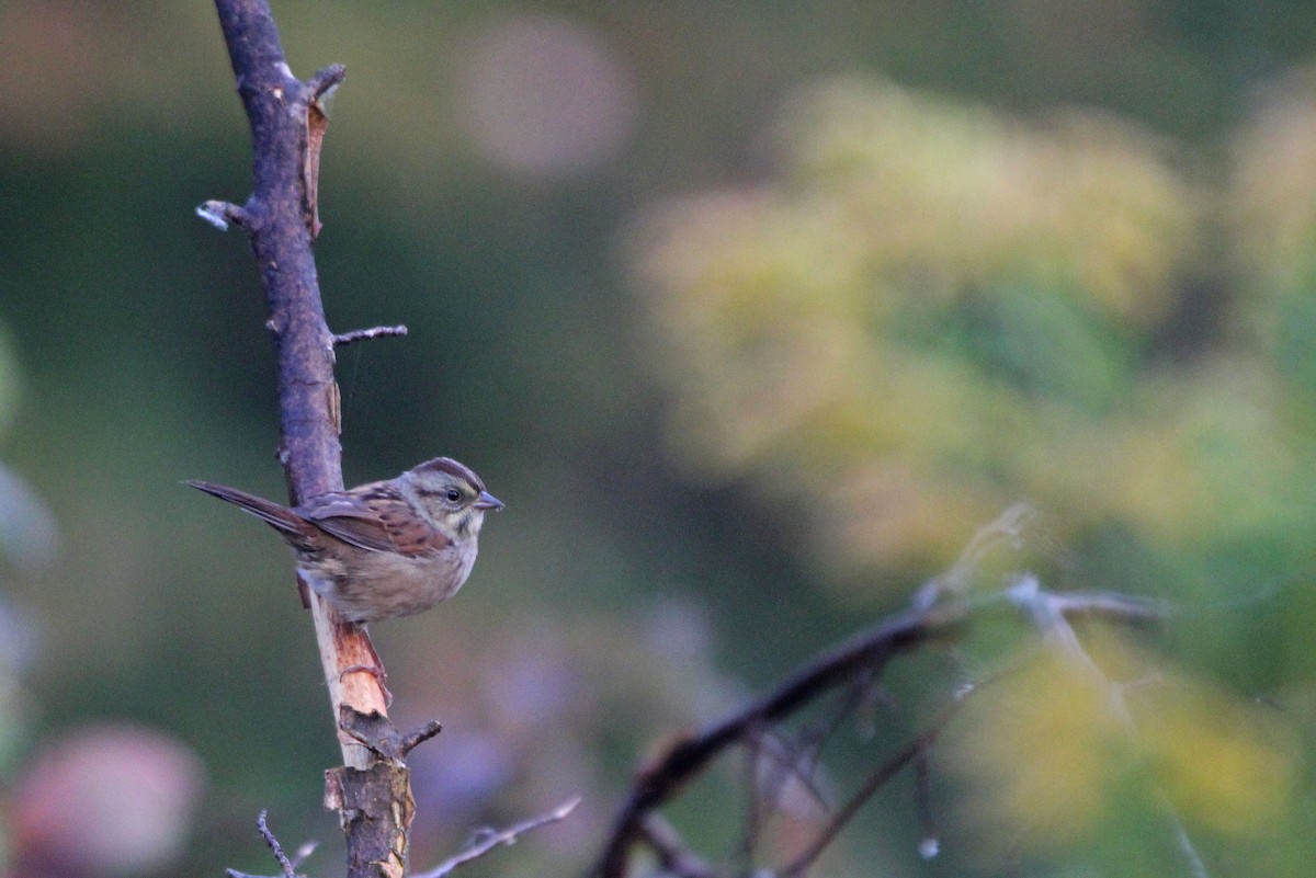 Swamp Sparrow - ML266749531