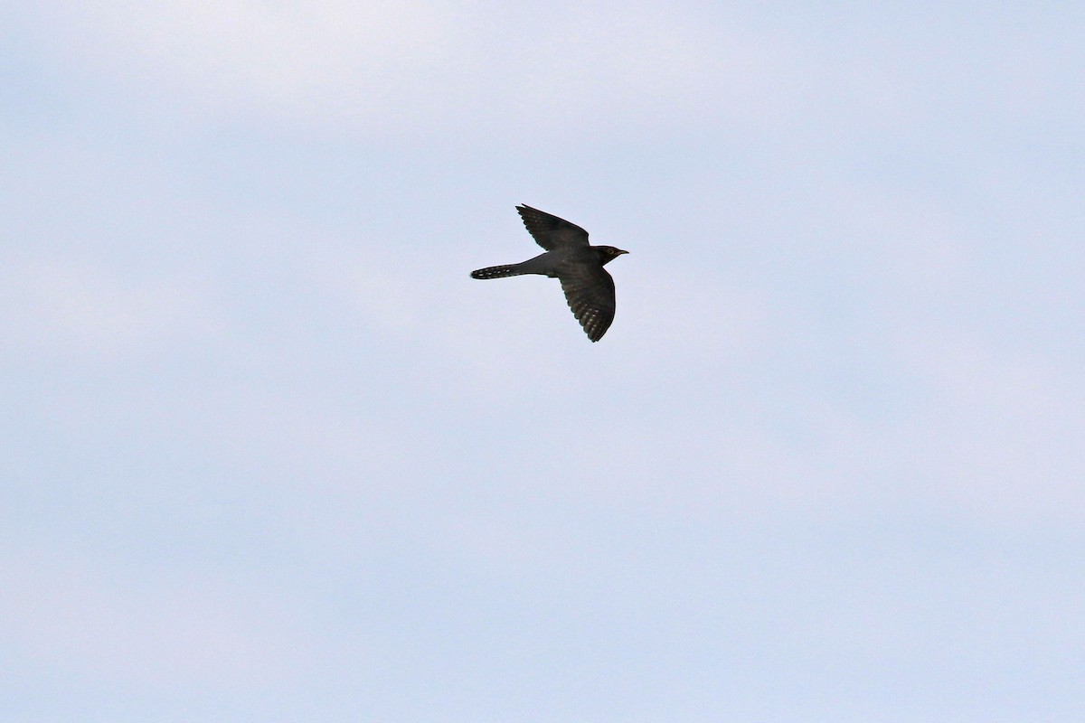 Oriental Cuckoo - Ray Tsu 诸 仁