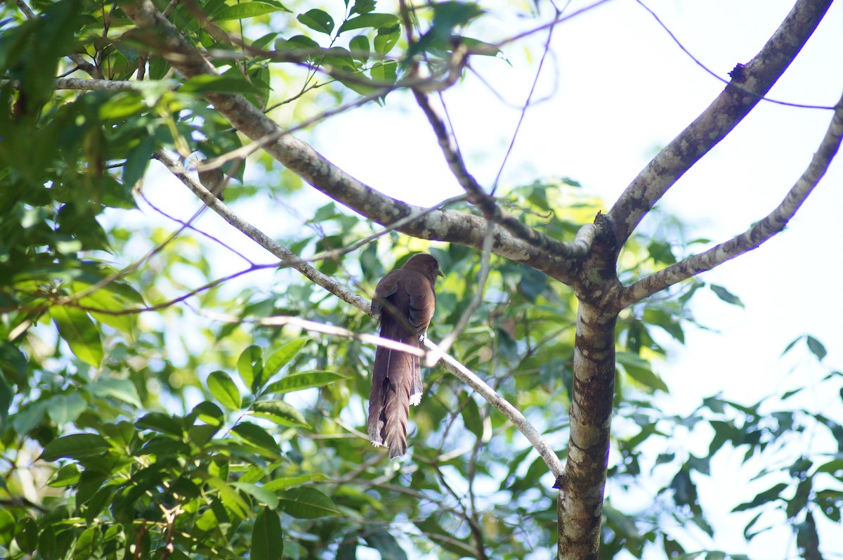 Squirrel Cuckoo - ML266749801