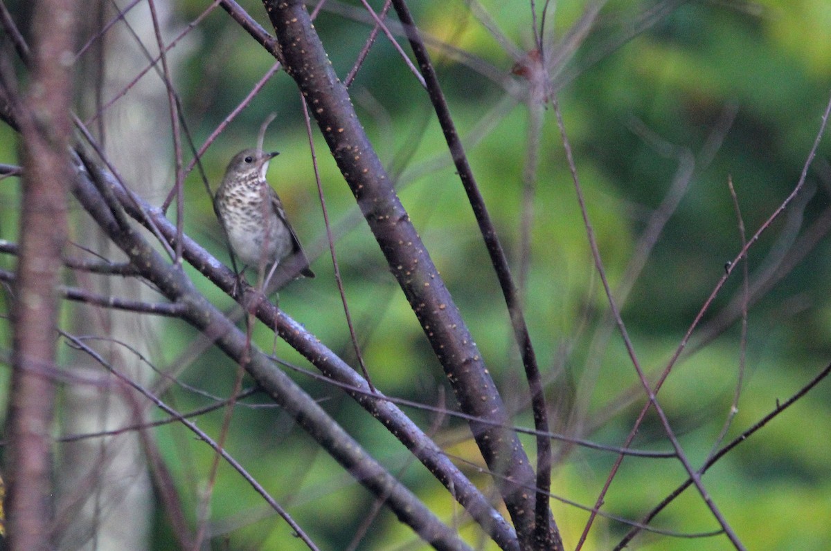 Gray-cheeked Thrush - ML266750851
