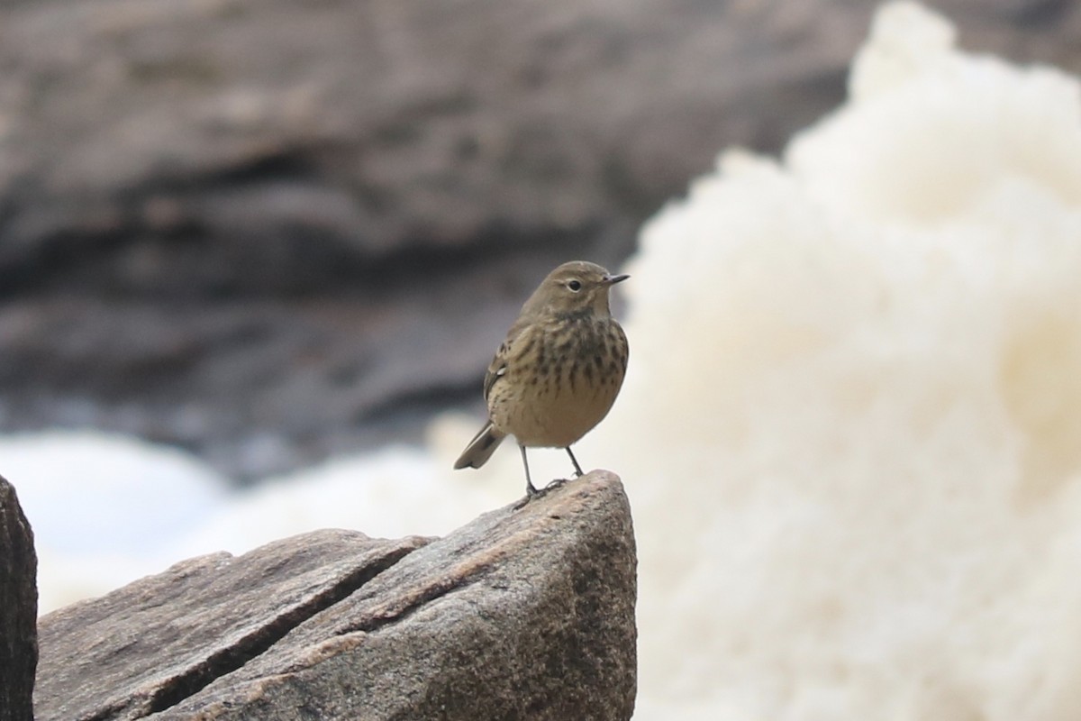 American Pipit - ML266753361