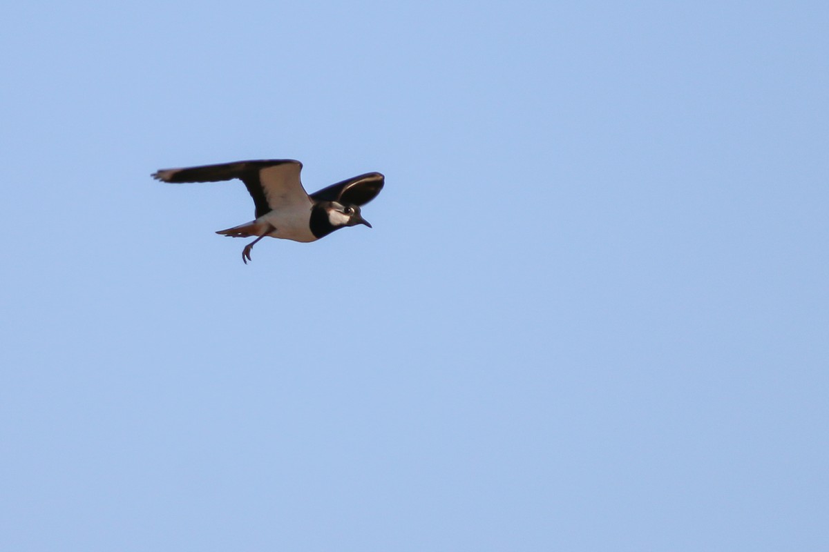 Northern Lapwing - ML266755601