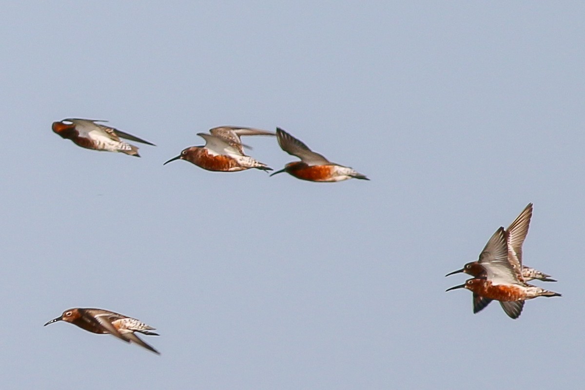 Curlew Sandpiper - ML266755661