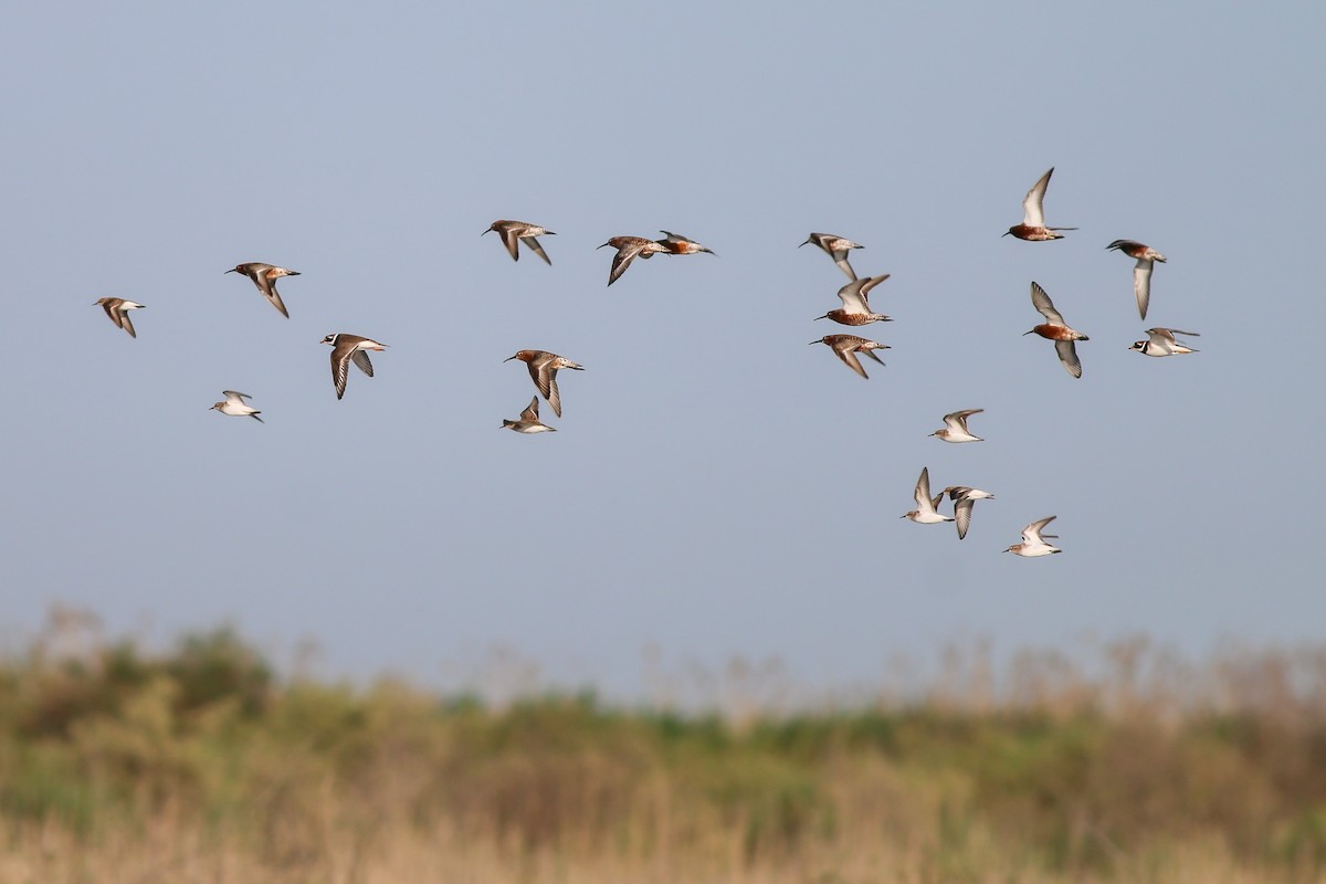 Curlew Sandpiper - Jakub Macháň