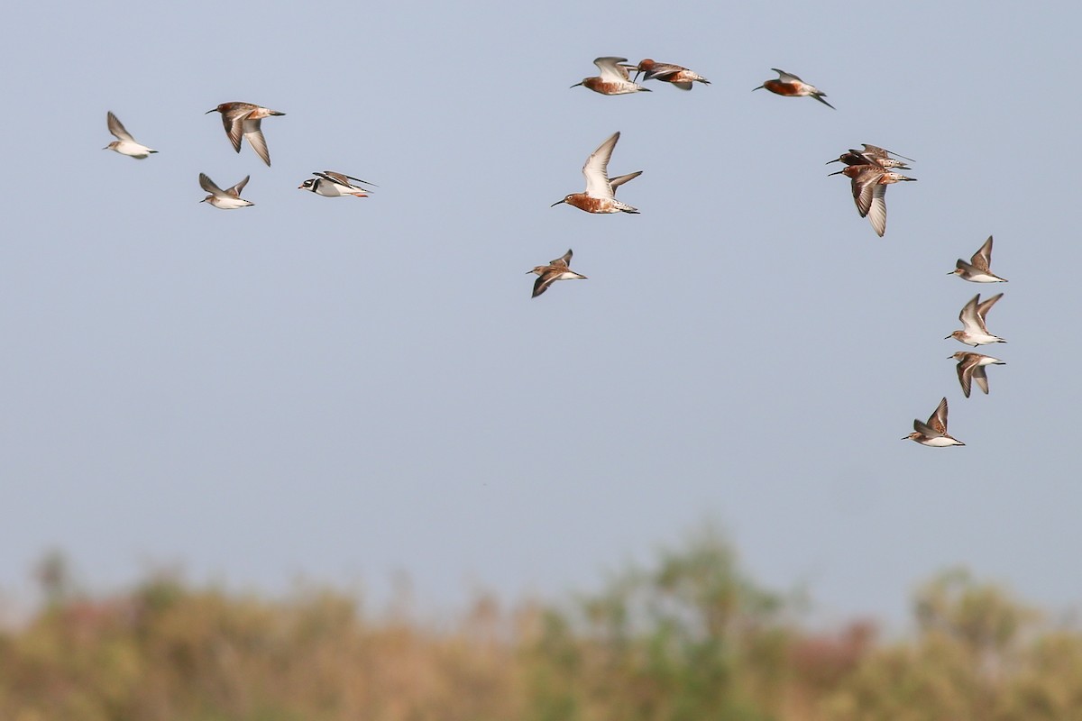 Curlew Sandpiper - ML266755681