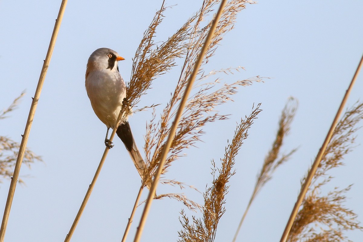 Bearded Reedling - ML266756001