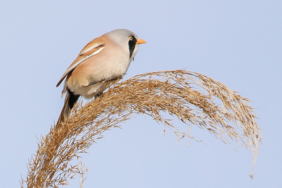 Bearded Reedling - ML266756011