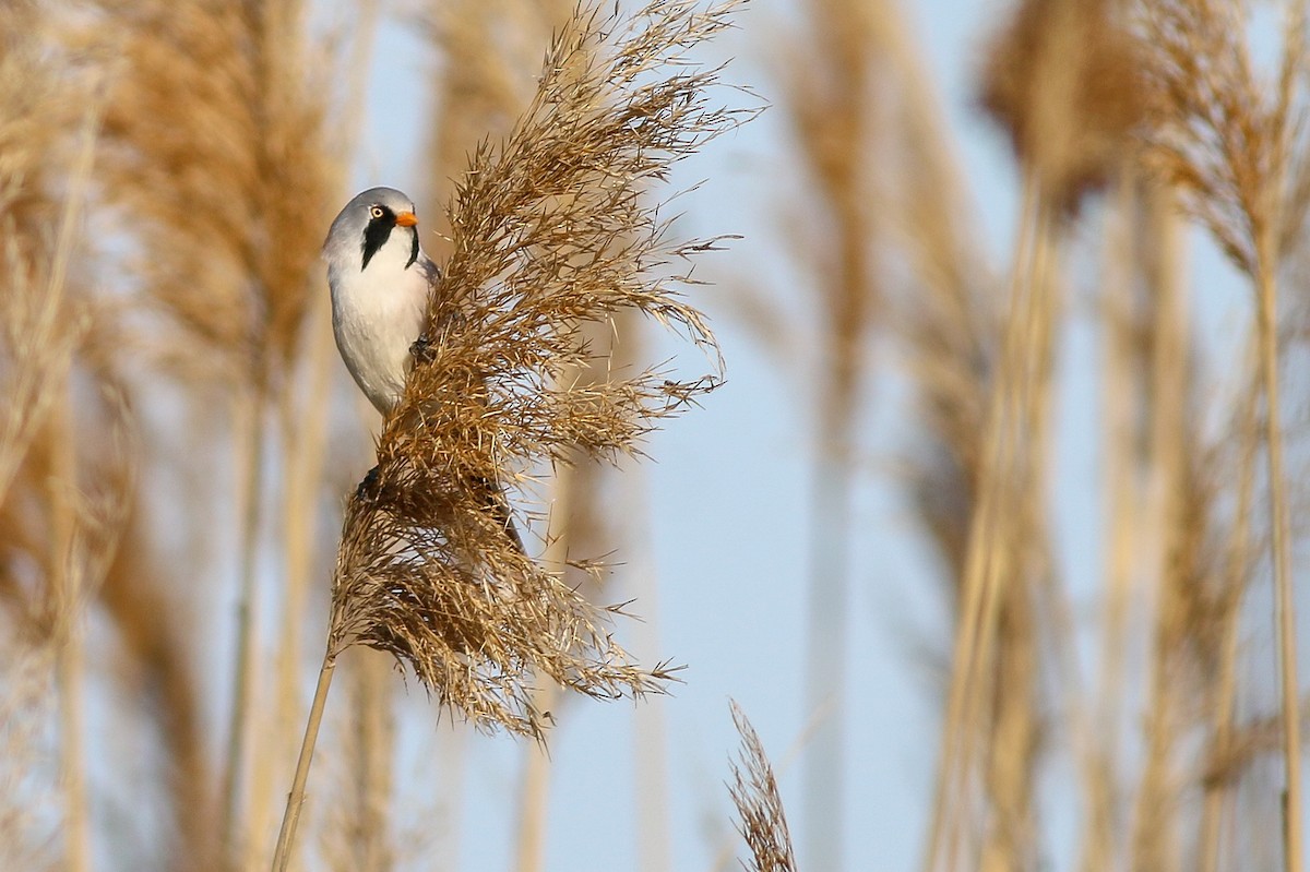 Bearded Reedling - ML266756031