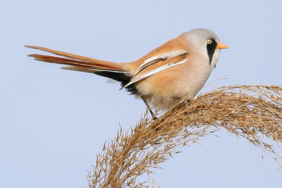 Bearded Reedling - ML266756041