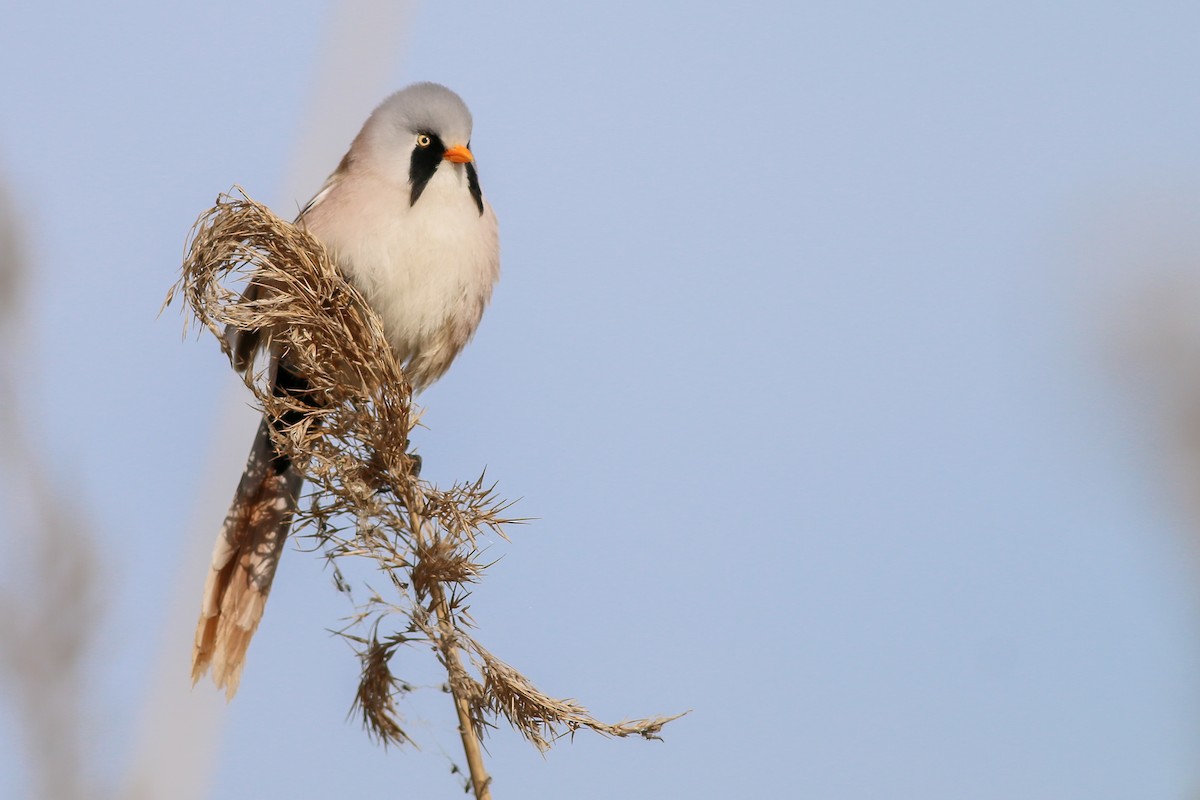 Bearded Reedling - ML266756071