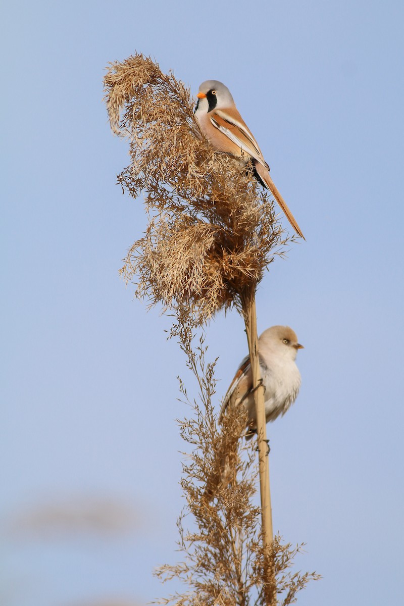 Bearded Reedling - ML266756081