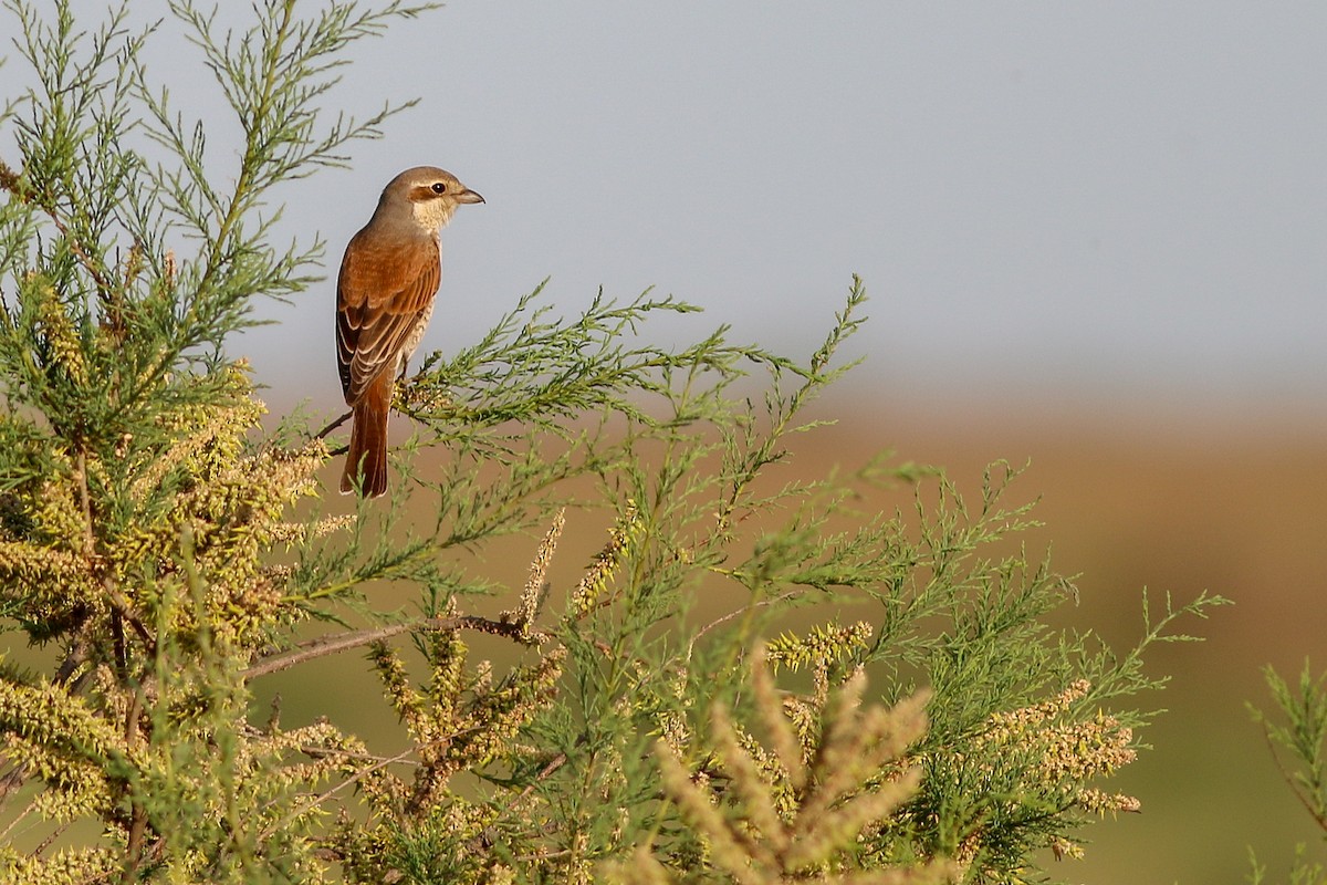 Red-backed Shrike - ML266756561