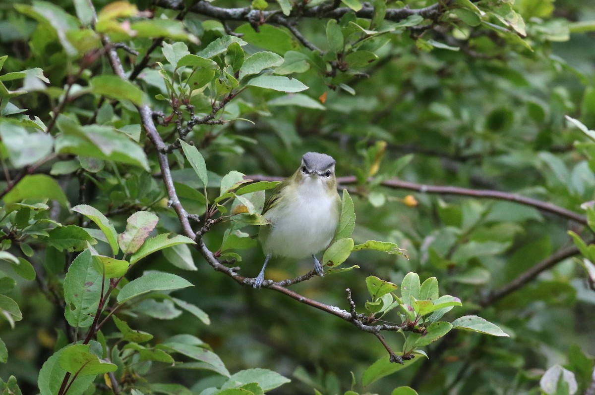 Kızıl Gözlü Vireo - ML266756891