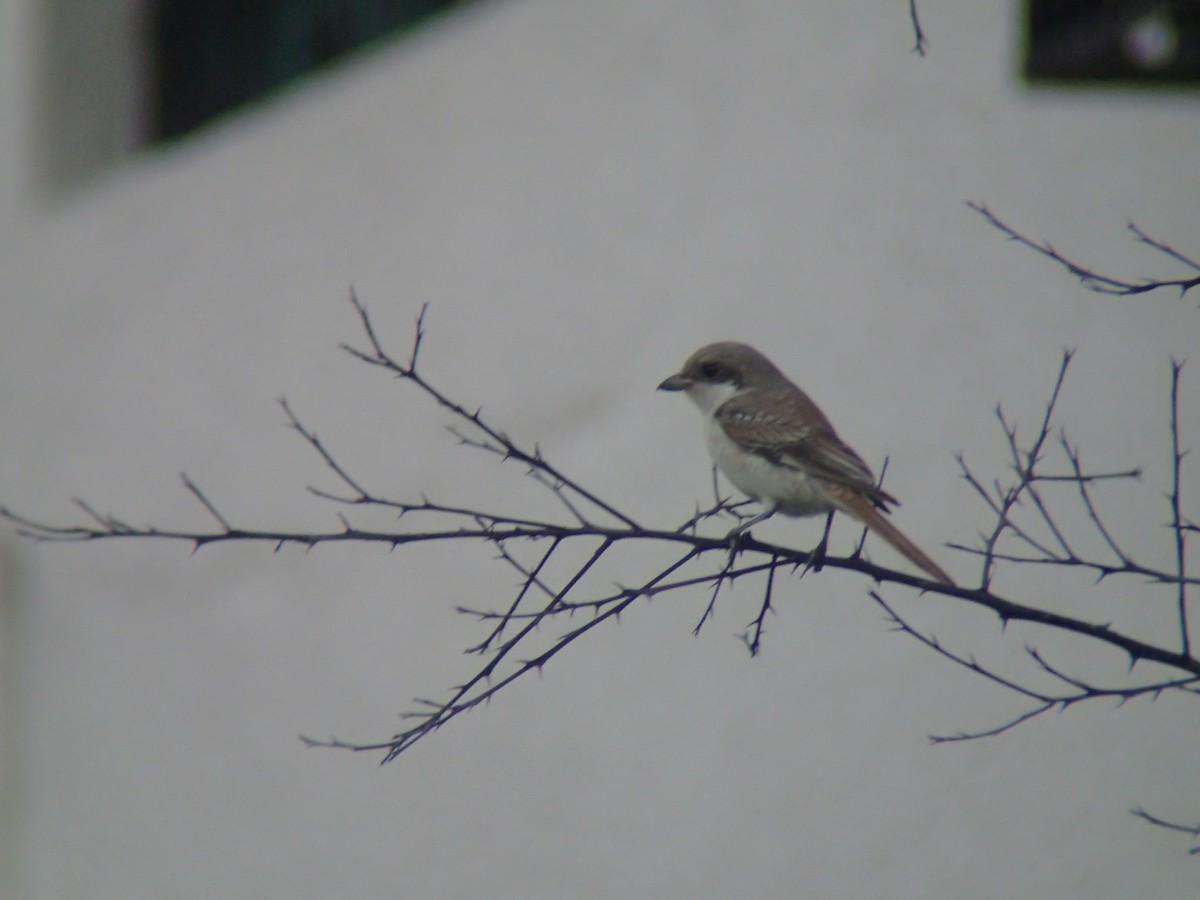 Bay-backed Shrike - ML266757211