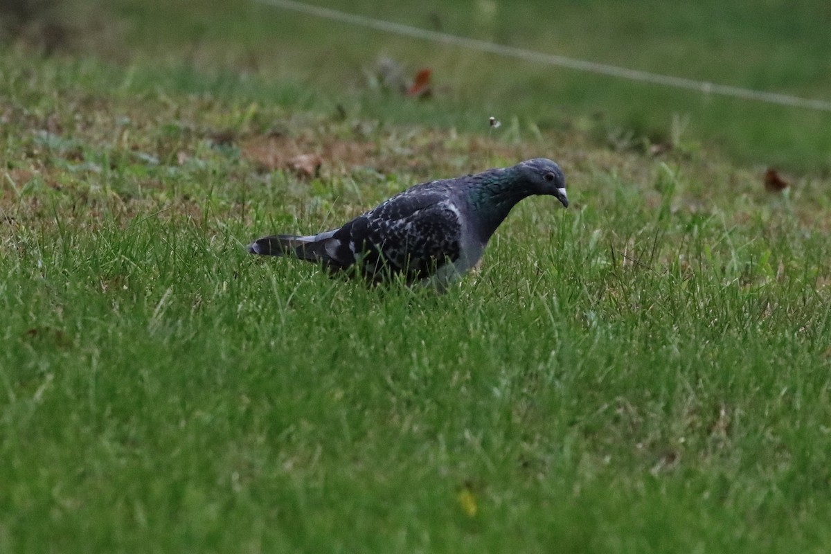 Rock Pigeon (Feral Pigeon) - ML266757521