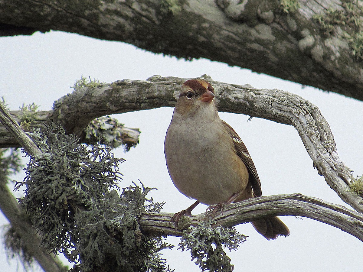 White-crowned Sparrow - ML266758431