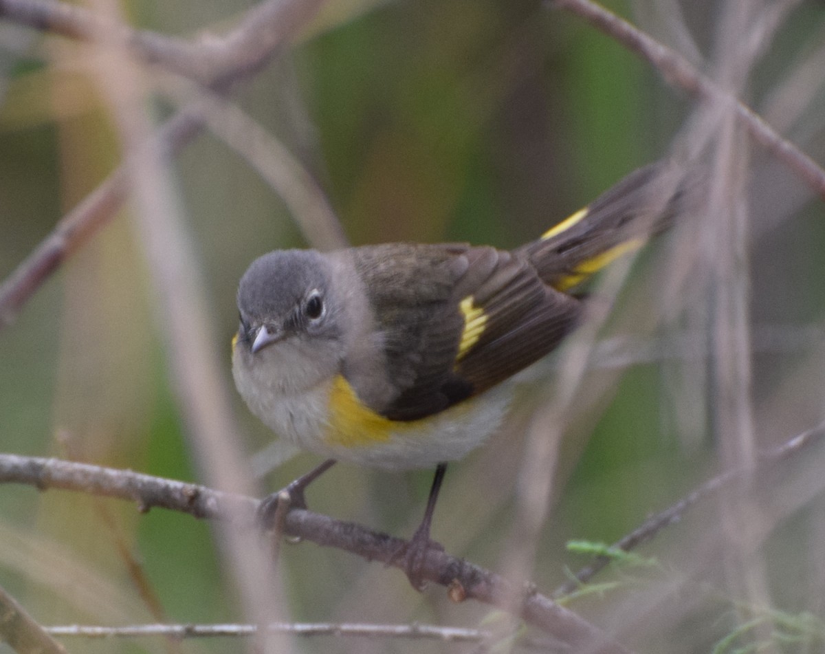 American Redstart - ML26675871