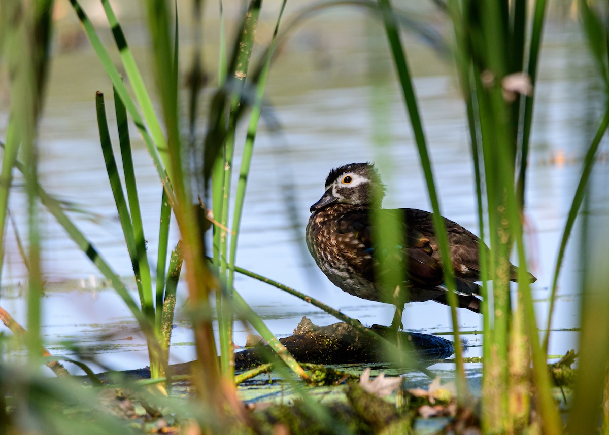 Wood Duck - ML266759041