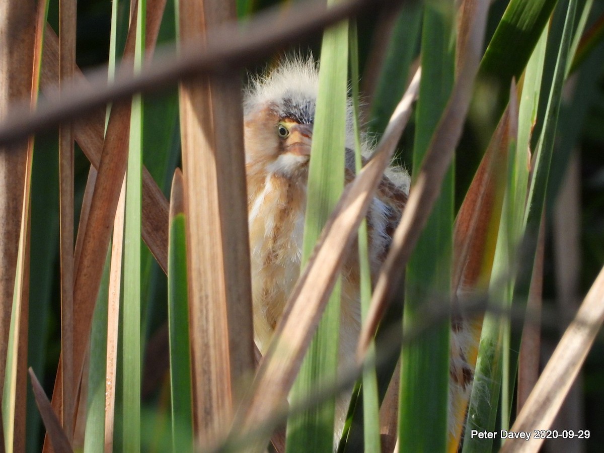 Least Bittern - ML266761061