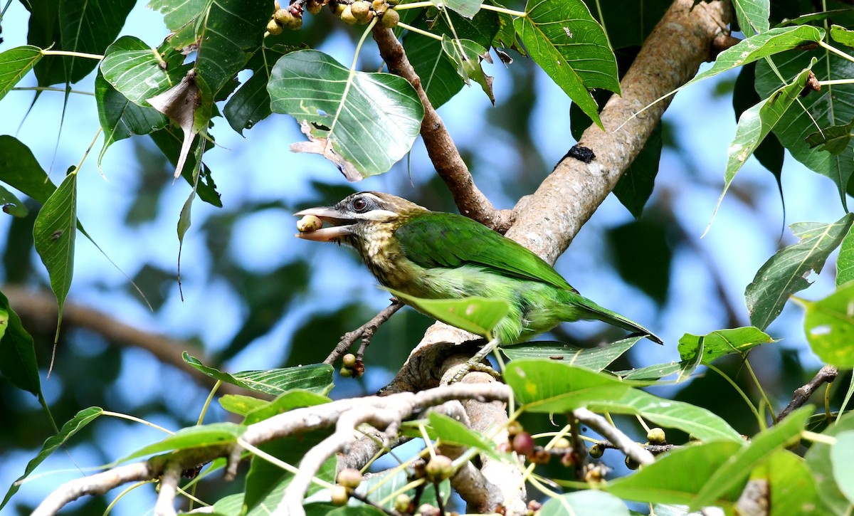 White-cheeked Barbet - ML266762581