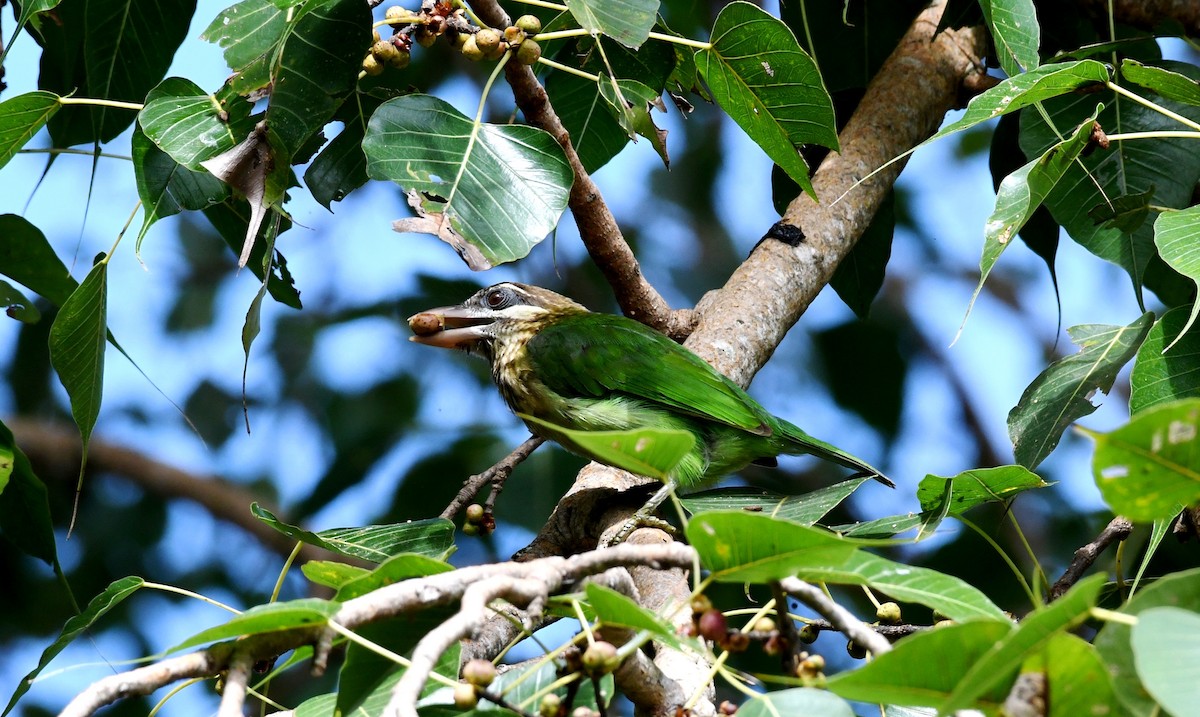 White-cheeked Barbet - mathew thekkethala