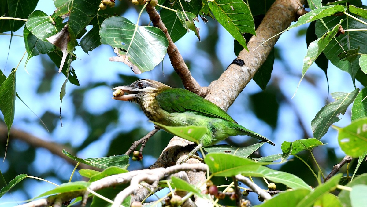 White-cheeked Barbet - ML266762631